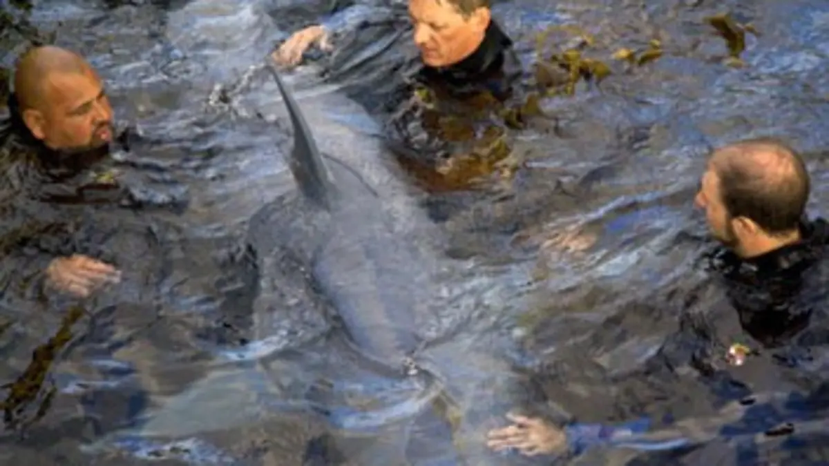 La plage des requins