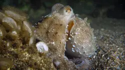 La plage... Et la faune grouillante de nos vacances