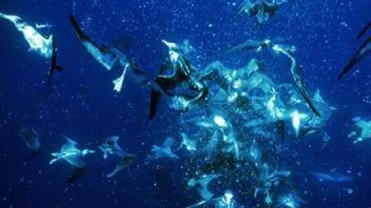 Planète bleue Le grand large