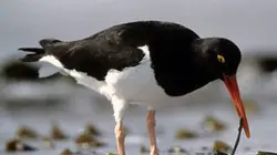 Visuel de La planète bleue
