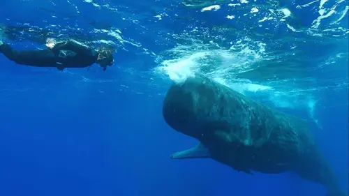 La planète des géants La conquête des océans