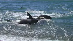 La planète des géants Les peuples des océans