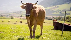 La planète lait E01