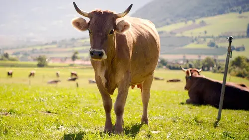 Audiences TV : La planète lait