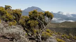 Visuel de La plus grande forêt du monde