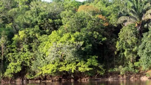 La plus grande forêt du monde : Expédition Polynésie E01 La Guyane