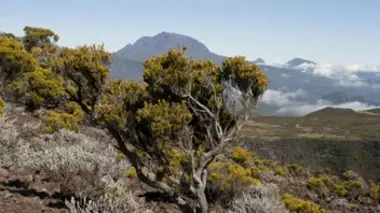 La plus grande forêt du monde E02 La Réunion