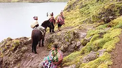 Visuel de La pomme de terre, l'autre trésor inca