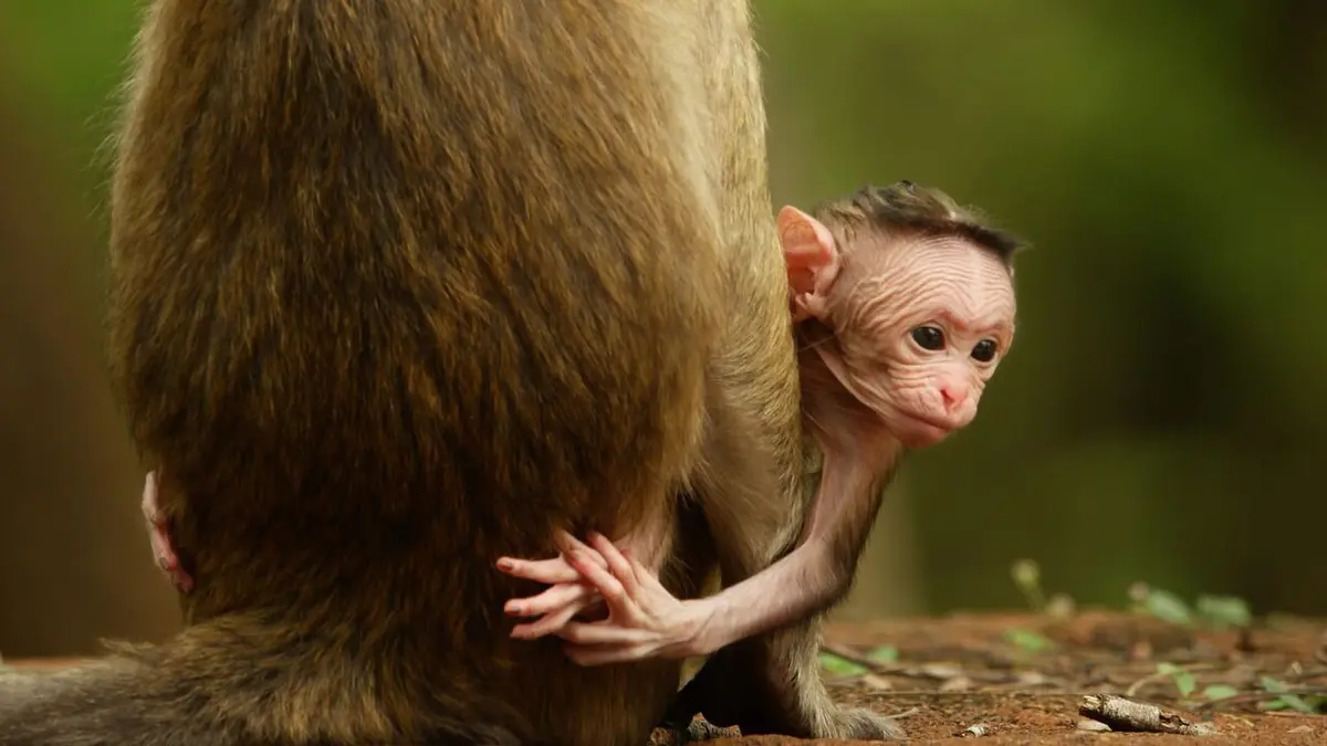 La première année des bébés animaux Le temps de la découverte