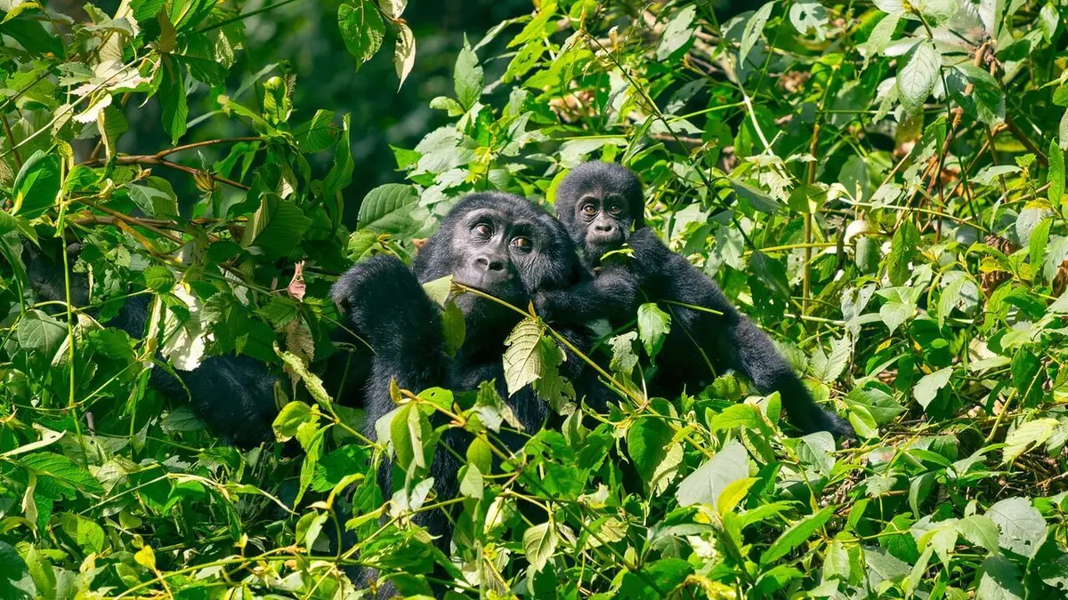 La première année des bébés animaux Une vie pleine d'aventures