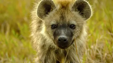 Vers l'indépendance