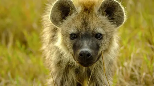 La première année des bébés animaux Vers l'indépendance