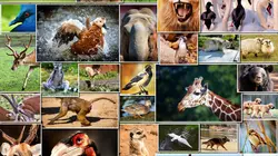 La première année des bébés animaux Le temps de la découverte