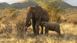 La première année des bébés animaux Vers l'indépendance