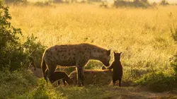 La première année des bébés animaux
