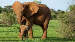 La première année des bébés animaux Le temps de la découverte