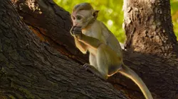 La première année des bébés animaux