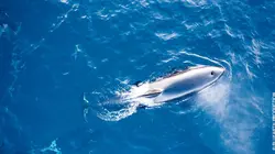 La quête du sauvage