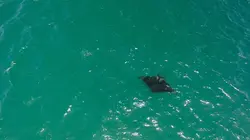 La raie manta géante au Pérou