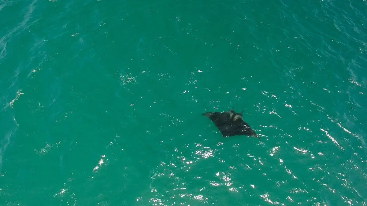 La raie manta géante au Pérou