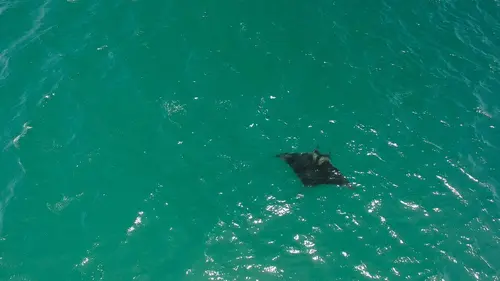 La raie manta géante au Pérou