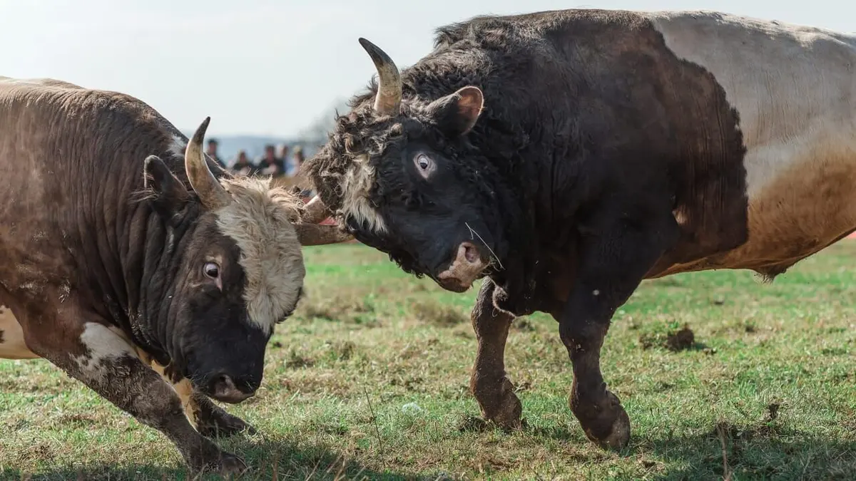 La reine de la corrida en Bosnie