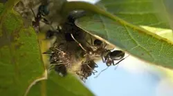 Visuel de La reine des fourmis du désert