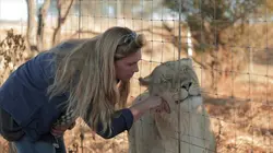 La reine des lions