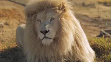La reine des lions S01E06 Le temps de l'incertitude