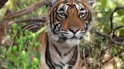 Visuel de La reine des tigres