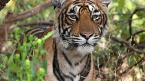 La reine des tigres