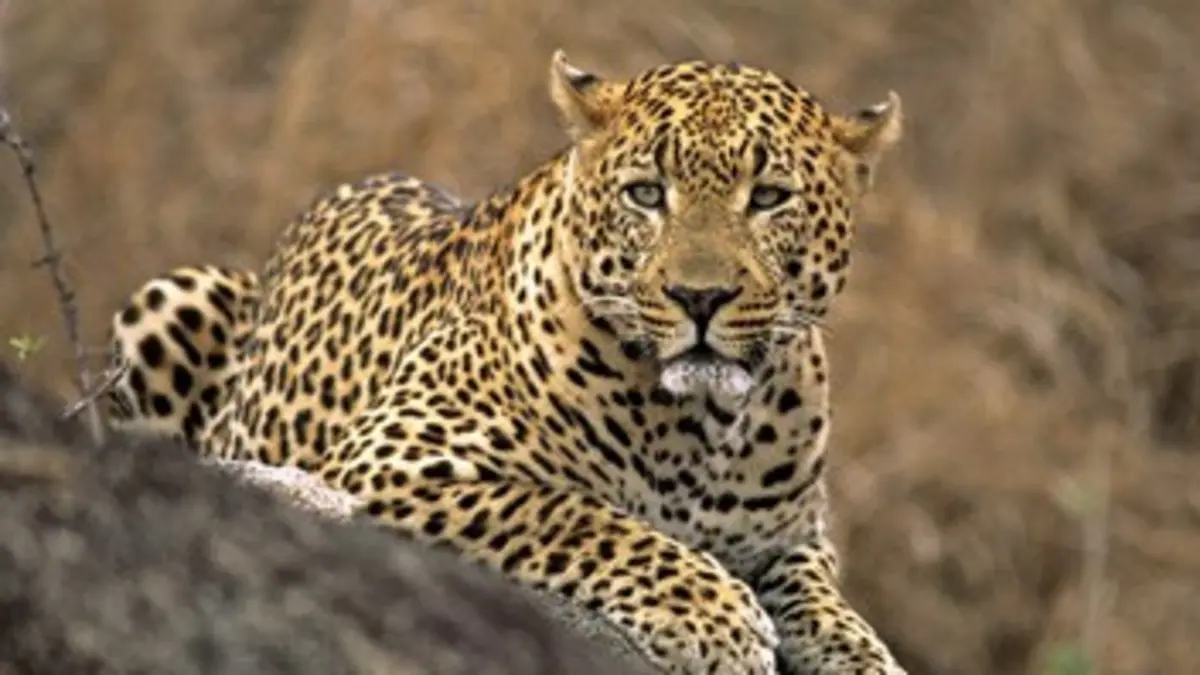 La reine du Kalahari