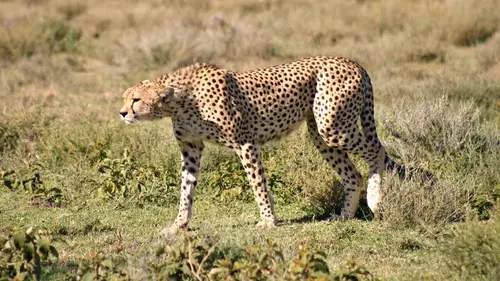 La reine du Serengeti