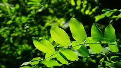 La reine et la planète