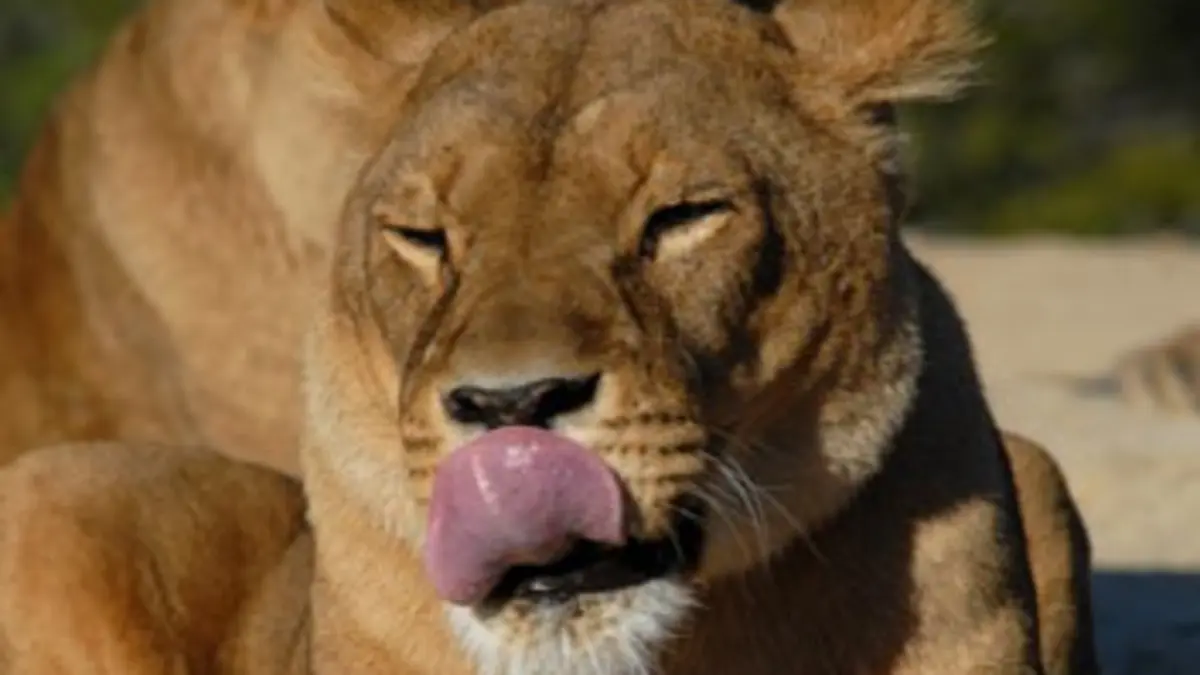 La reine lionne La reine lionne