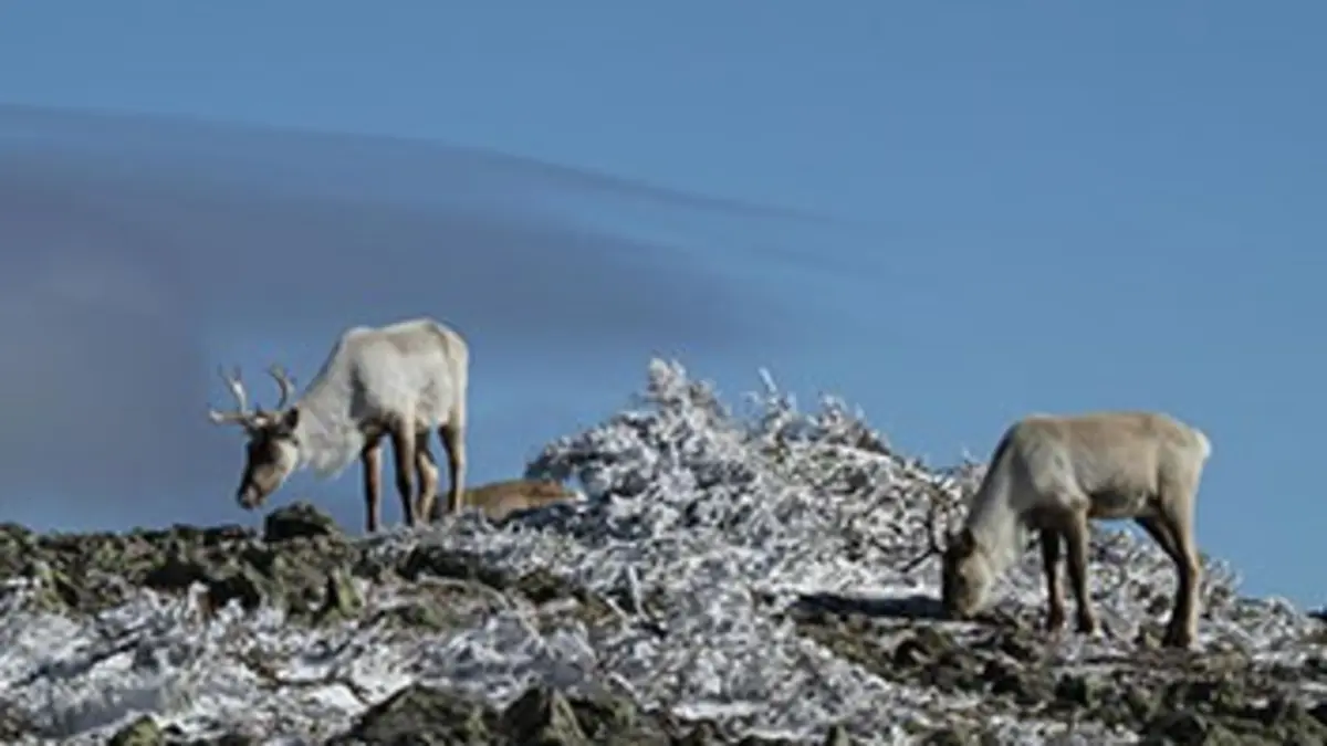 La relève des caribous