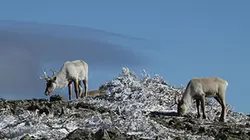 Visuel de La relève des caribous