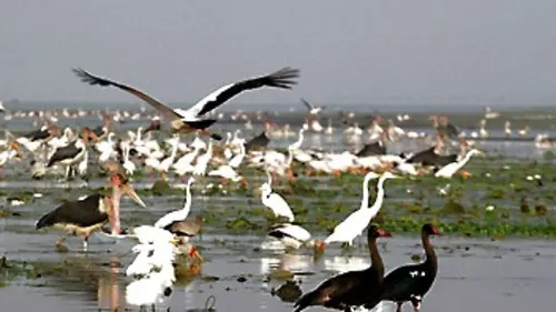 La renaissance de Gorongosa