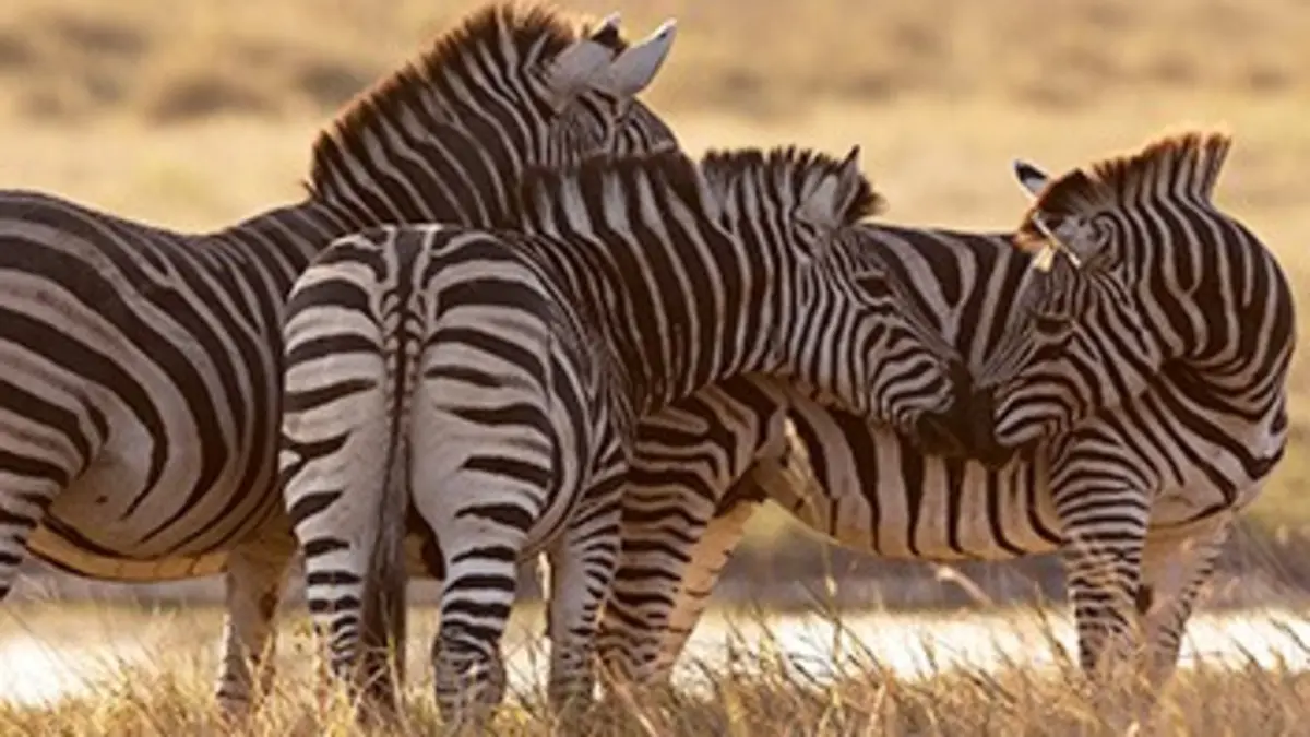 La renaissance de la rivière Boteti