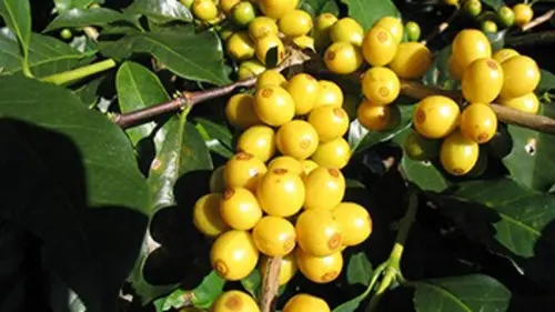 La renaissance du jardin créole aux Antilles