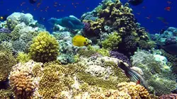 Visuel de La Réunion, le corail sous influence