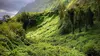 2024 • La Réunion, le renouveau des jardins créoles