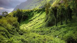 Visuel de La Réunion, le renouveau des jardins créoles