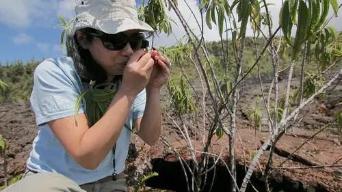 La Réunion : les dames des forêts