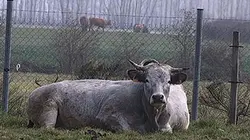 Visuel de La revanche du boeuf français