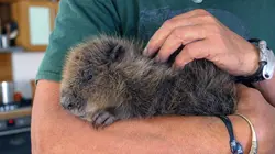 La revanche du castor