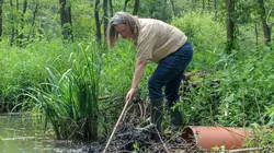 La revanche du castor