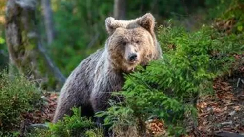La rivière sans retour S01E02 Dans la gueule de l'ours