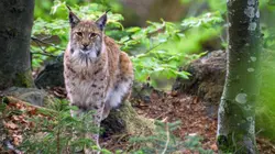 La rivière Vlatva : l'eau sauvage de Bohême