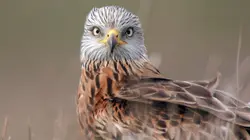 La rivière Vlatva : l'eau sauvage de Bohême